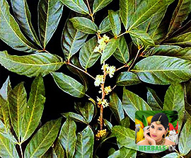 SUPERFOODS Muira Pauma